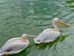 -云南野生动物园