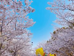 -高东镇樱花园