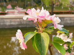 -海棠花溪(元大都城垣遗址公园)