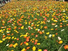 iphone_upload_pic-保利石象湖景区