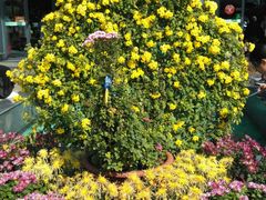 -南通洲际绿博园