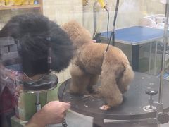 -喜洋洋宠物医院(震川路总店)