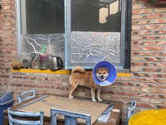 -新疆狼爷烤肉(宋庄店)