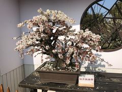 -香雪海
