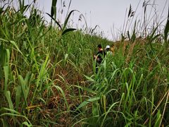 -春花秋色城市公园