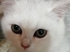 -lincat·猫舍(广州店)
