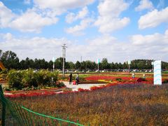 -莲花山花海