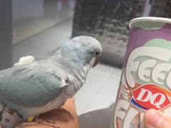 曲奇饼干冰淇淋-DQ·蛋糕·冰淇淋(嘉兴南湖万达店)