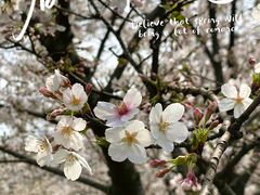 -顾村公园