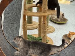 -喵园·猫主题咖啡厅·撸猫·猫咖(国贸店)