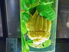 -广东中医药博物馆