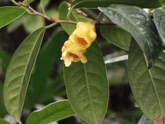 -金花茶公园