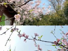 -苏州上方山国家森林公园