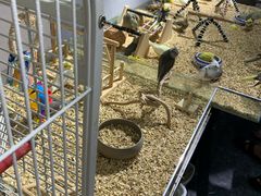 -苏州艺都古玩花鸟市场