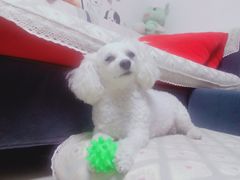 -北京派仕佳德动物医院·超导核磁·CT·神经科·骨科·内外科·急重症管理中心