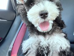 -翊宠yipet猫狗购宠庄园犬舍•猫舍