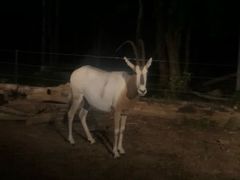 -清迈夜间动物园