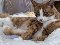 -四月宠物医院·猫专科·心脏专科·内科(转塘店)