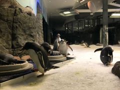 -悉尼海洋生物水族馆