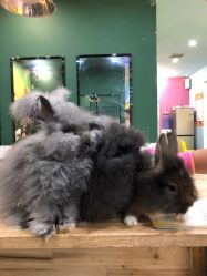 -神奇动物撸宠馆·羊驼·小浣熊·异宠(豫园店)