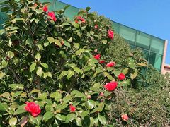 -太阳岛度假酒店