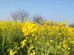 -兰陵国家农业公园