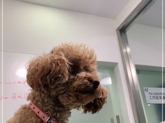 -仁普宠物诊所(住友昌盛新苑店)