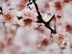 -樱桃山旅游景区