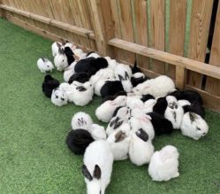 -萌宠亲子动物乐园(槐房万达店)