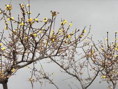 -无锡梅园公园