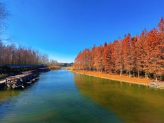 -溱湖国家湿地公园