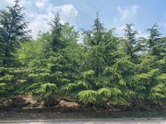 -沂蒙山旅游区云蒙景区(蒙山国家森林公园)