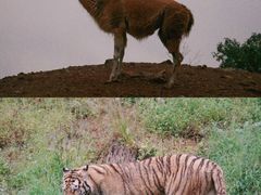 -杭州野生动物世界