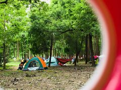 -上海共青森林公园