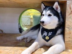 -Husky Go! 哈士奇体验馆·宠物咖啡厅狗咖