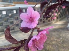 -桃花堤公园