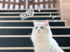 -瞄一喵猫咖(格力海岸店)