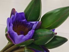 -循礼门鲜花花市(武汉循礼门店)