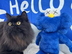 -爱洗澡的猫(望京店)