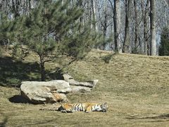 -北京野生动物园