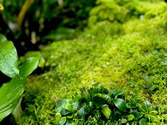 -新加坡植物园