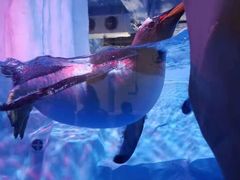 -芜湖新华联大白鲸海洋公园