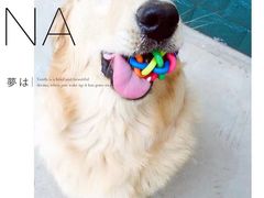 -翊宠yipet猫狗购宠庄园犬舍•猫舍