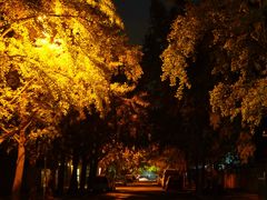 -三里屯东五街银杏大道