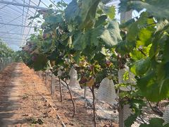 -马陆小张葡萄园农家乐