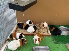 -神户市立六甲山牧场