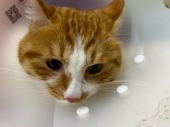 -纳吉亚猫专科动物医院·北北分院