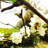 逛公园顺便买花花