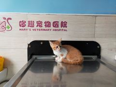 -哆趣宠物医院·眼科·内镜·急重症转诊中心(上海店)