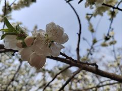 -桃花堤公园